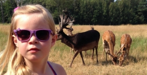 Vilda djur i hägn och viltsafari brevid hotellet